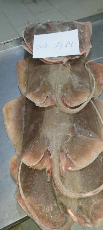 [bd] offer for stingray fish whole round